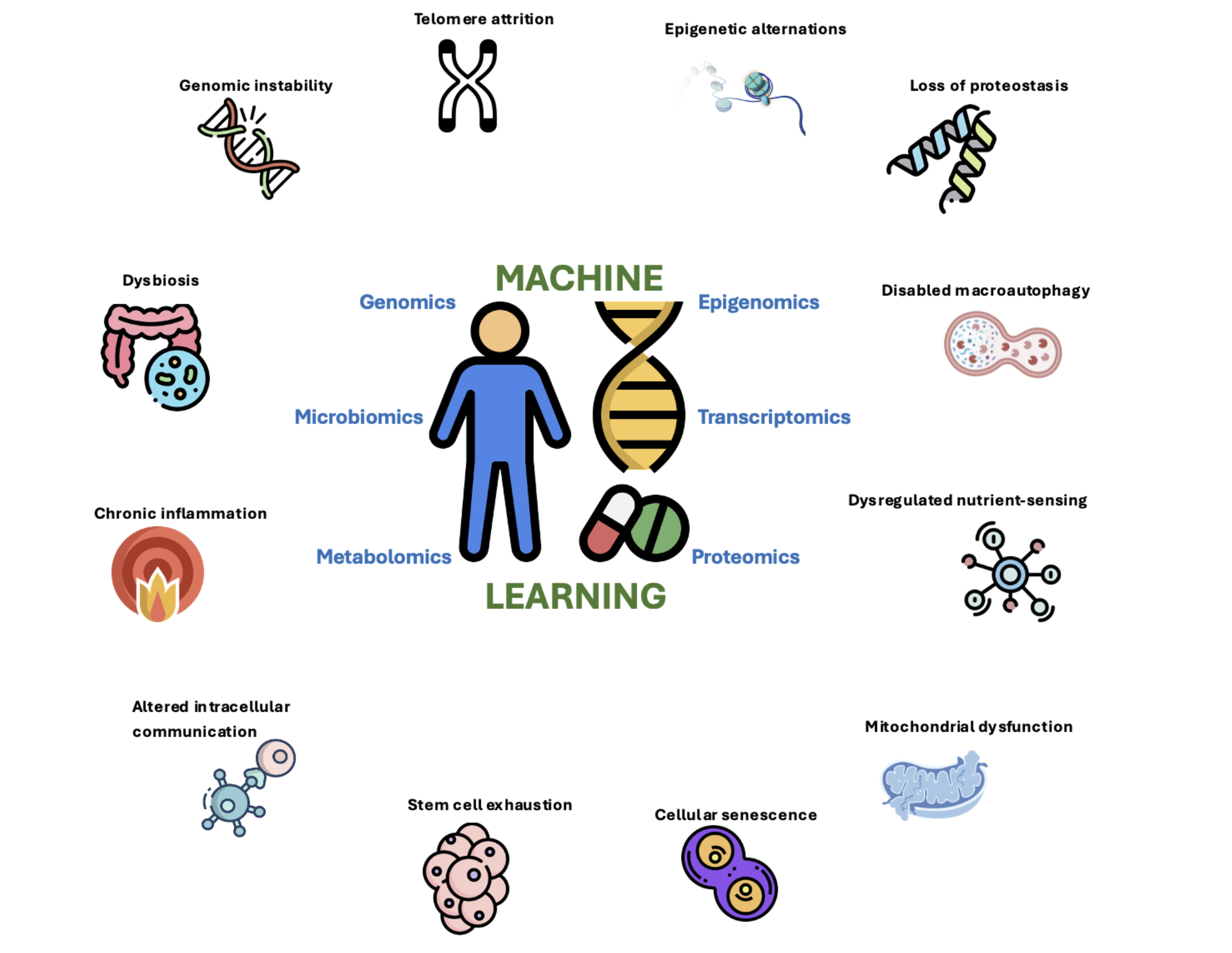 Personalized Anti-Aging Interventions
